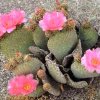 Opuntia_basilaris_1